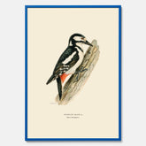 Vintageposter föreställande en hackspett, ritad av bröderna von Wright.