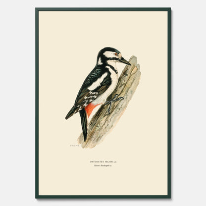 Vintageposter föreställande en hackspett, ritad av bröderna von Wright.