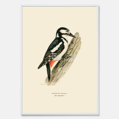 Vintageposter föreställande en hackspett, ritad av bröderna von Wright.