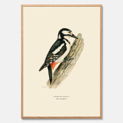 Vintageposter föreställande en hackspett, ritad av bröderna von Wright.