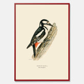 Vintageposter föreställande en hackspett, ritad av bröderna von Wright.