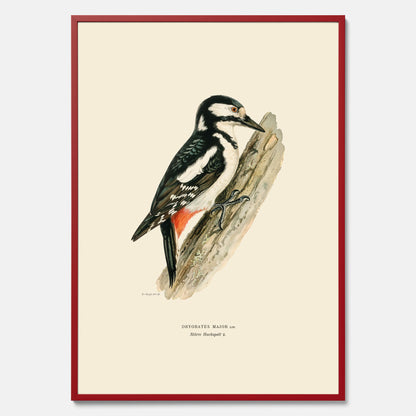 Vintageposter föreställande en hackspett, ritad av bröderna von Wright.