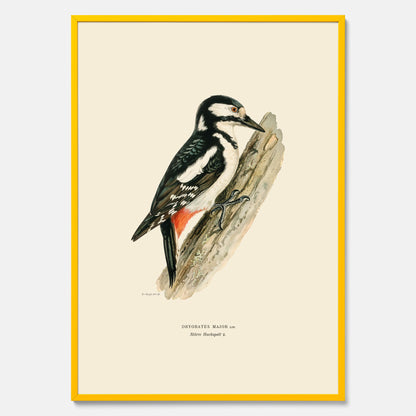 Vintageposter föreställande en hackspett, ritad av bröderna von Wright.