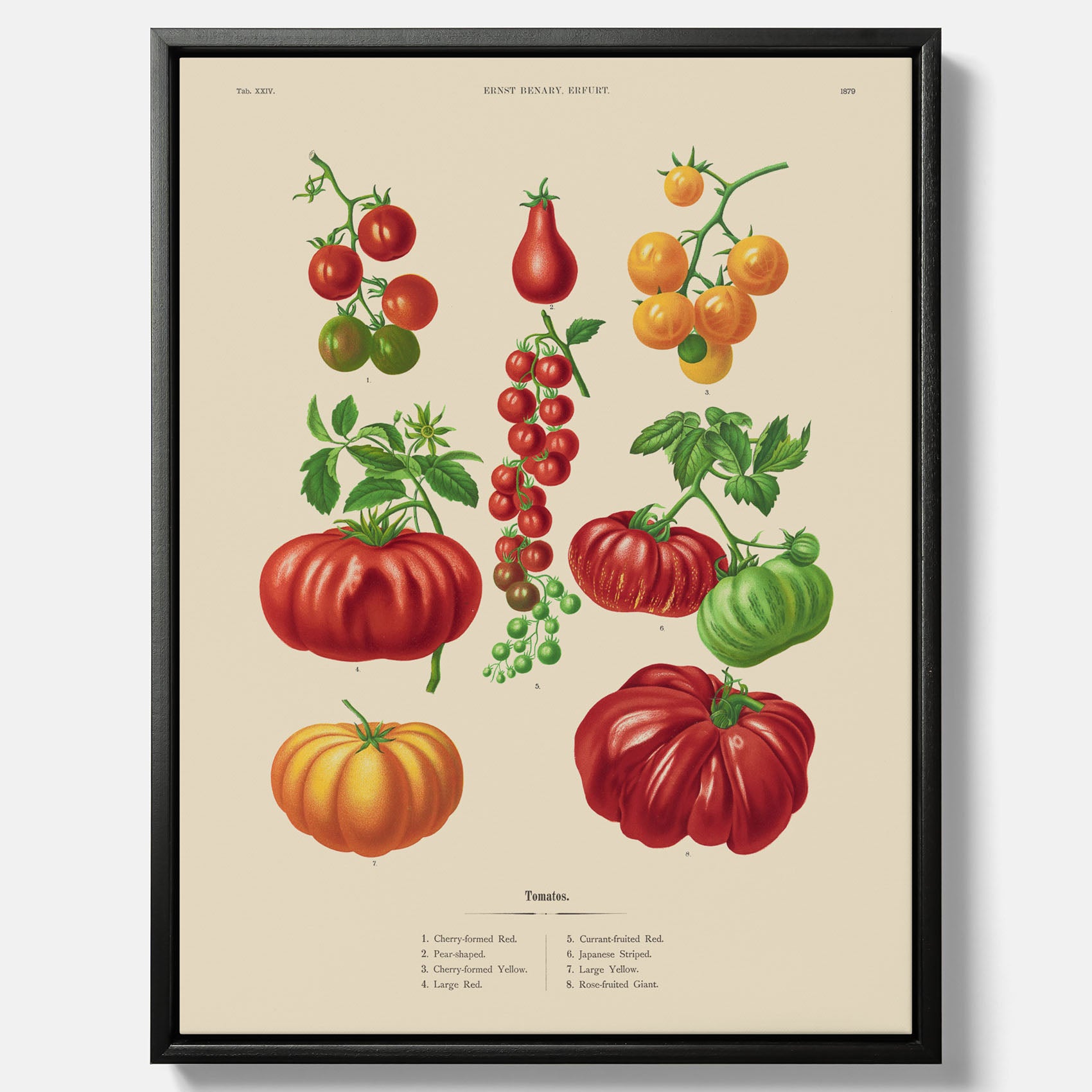 Kökstavla med Tomater poster – Canvastavla med grönsaker, tomatposter av Ernst Benary, tomattavla, tavla med tomater, skolposter, köksposter, poster till kök