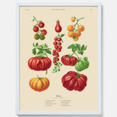 Kökstavla med Tomater poster – Tavla med grönsaker, tomatposter av Ernst Benary, tomattavla, tavla med tomater, skolposter, köksposter, poster till kök