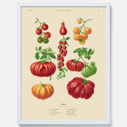 Kökstavla med Tomater poster – Tavla med grönsaker, tomatposter av Ernst Benary, tomattavla, tavla med tomater, skolposter, köksposter, poster till kök