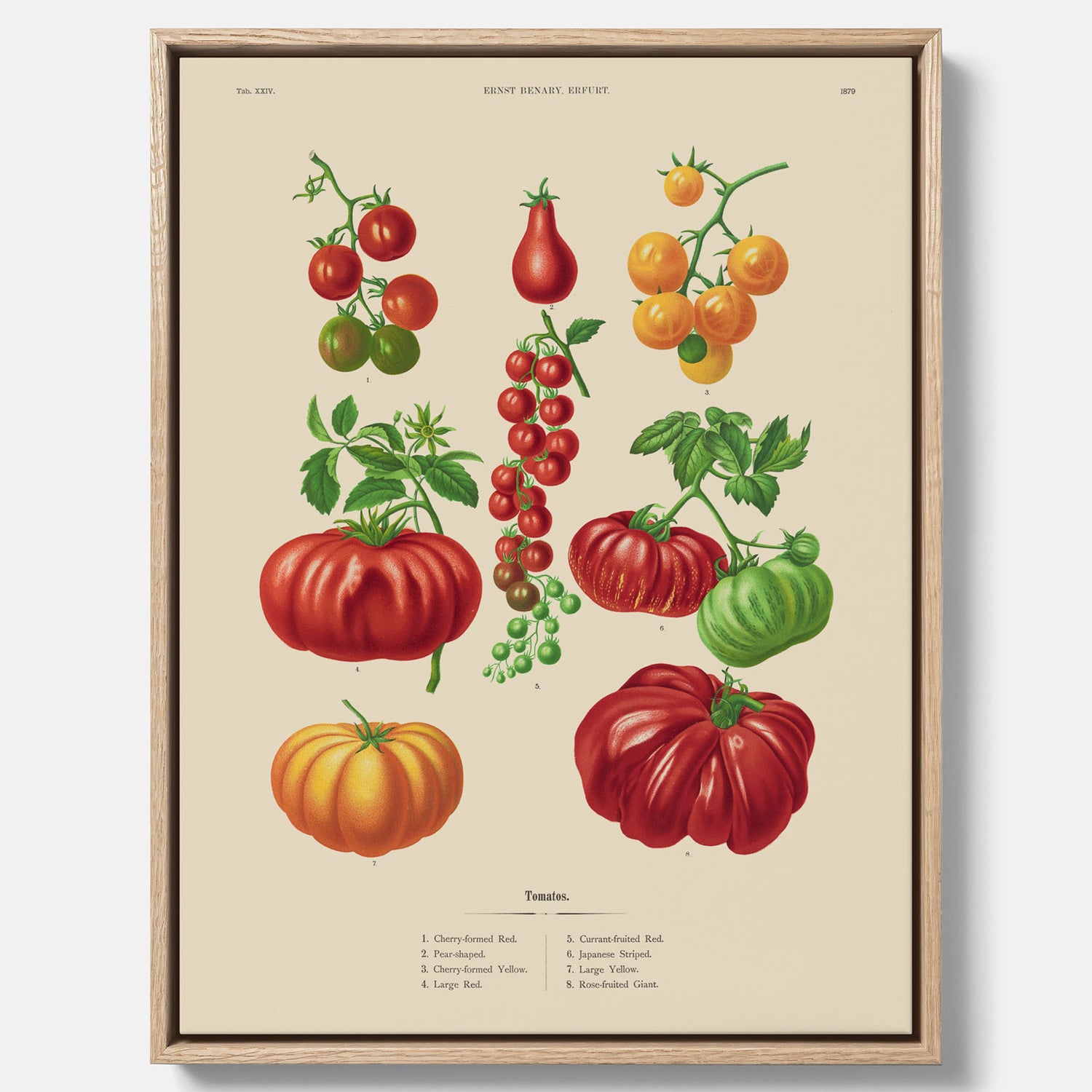 Kökstavla med Tomater poster – Canvastavla med grönsaker, tomatposter av Ernst Benary, tomattavla, tavla med tomater, skolposter, köksposter, poster till kök