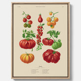 Kökstavla med Tomater poster – Canvastavla med grönsaker, tomatposter av Ernst Benary, tomattavla, tavla med tomater, skolposter, köksposter, poster till kök