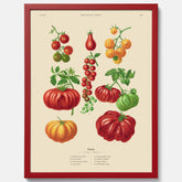 Kökstavla med Tomater poster – Tavla med grönsaker, tomatposter av Ernst Benary, tomattavla, tavla med tomater, skolposter, köksposter, poster till kök