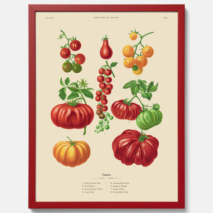 Kökstavla med Tomater poster – Tavla med grönsaker, tomatposter av Ernst Benary, tomattavla, tavla med tomater, skolposter, köksposter, poster till kök