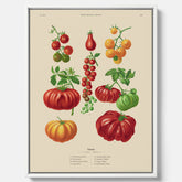 Kökstavla med Tomater poster – Canvastavla med grönsaker, tomatposter av Ernst Benary, tomattavla, tavla med tomater, skolposter, köksposter, poster till kök