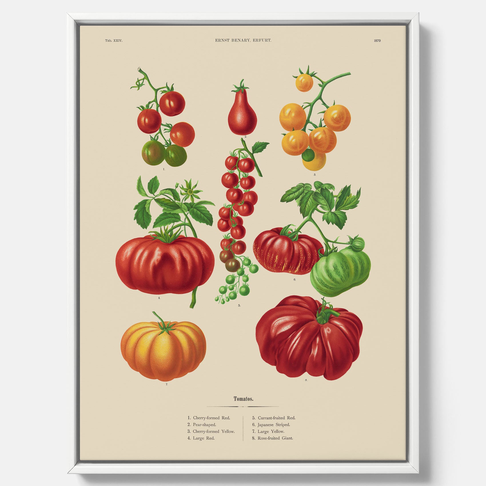 Kökstavla med Tomater poster – Canvastavla med grönsaker, tomatposter av Ernst Benary, tomattavla, tavla med tomater, skolposter, köksposter, poster till kök