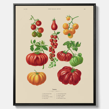 Kökstavla med Tomater poster – Canvastavla med grönsaker, tomatposter av Ernst Benary, tomattavla, tavla med tomater, skolposter, köksposter, poster till kök