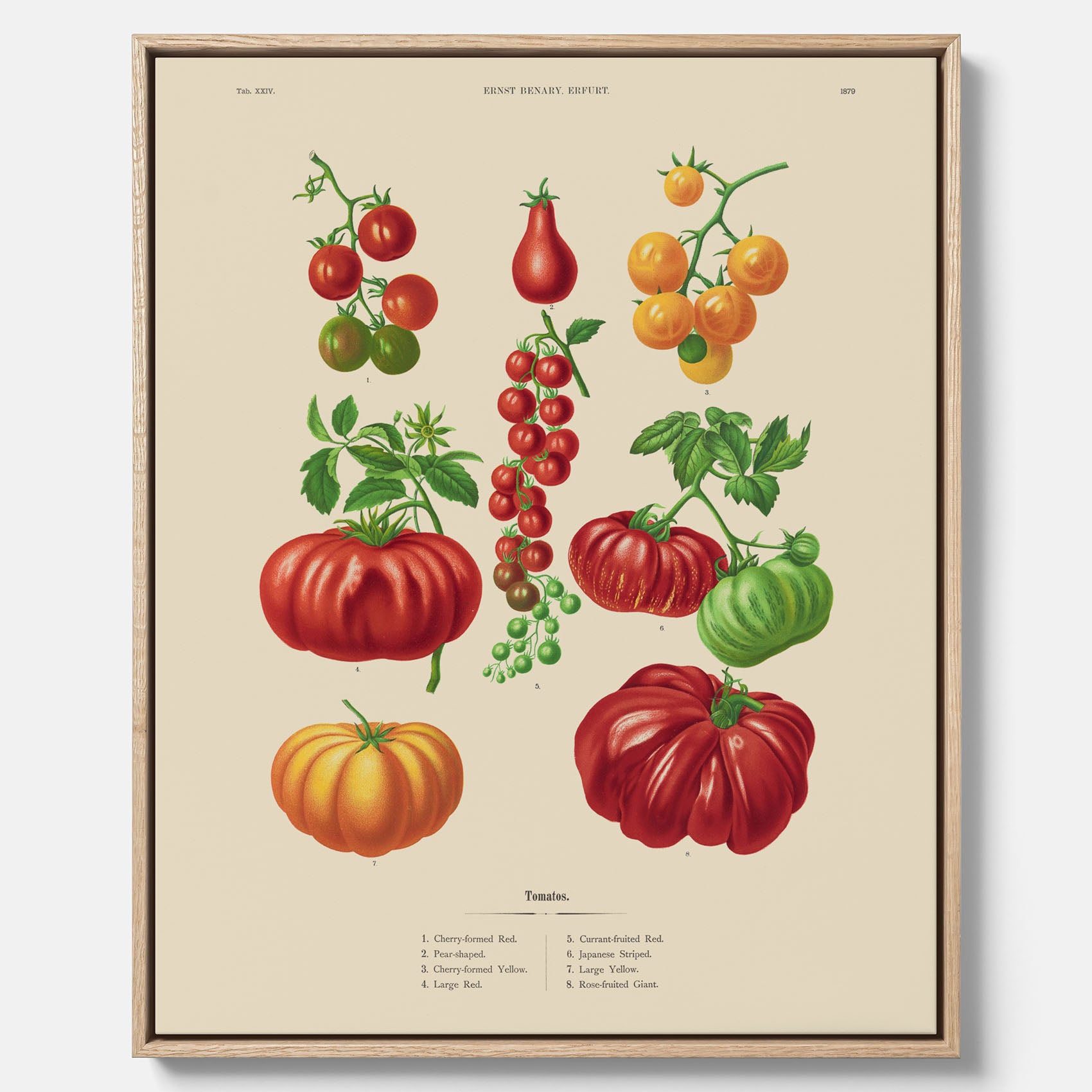 Kökstavla med Tomater poster – Canvastavla med grönsaker, tomatposter av Ernst Benary, tomattavla, tavla med tomater, skolposter, köksposter, poster till kök