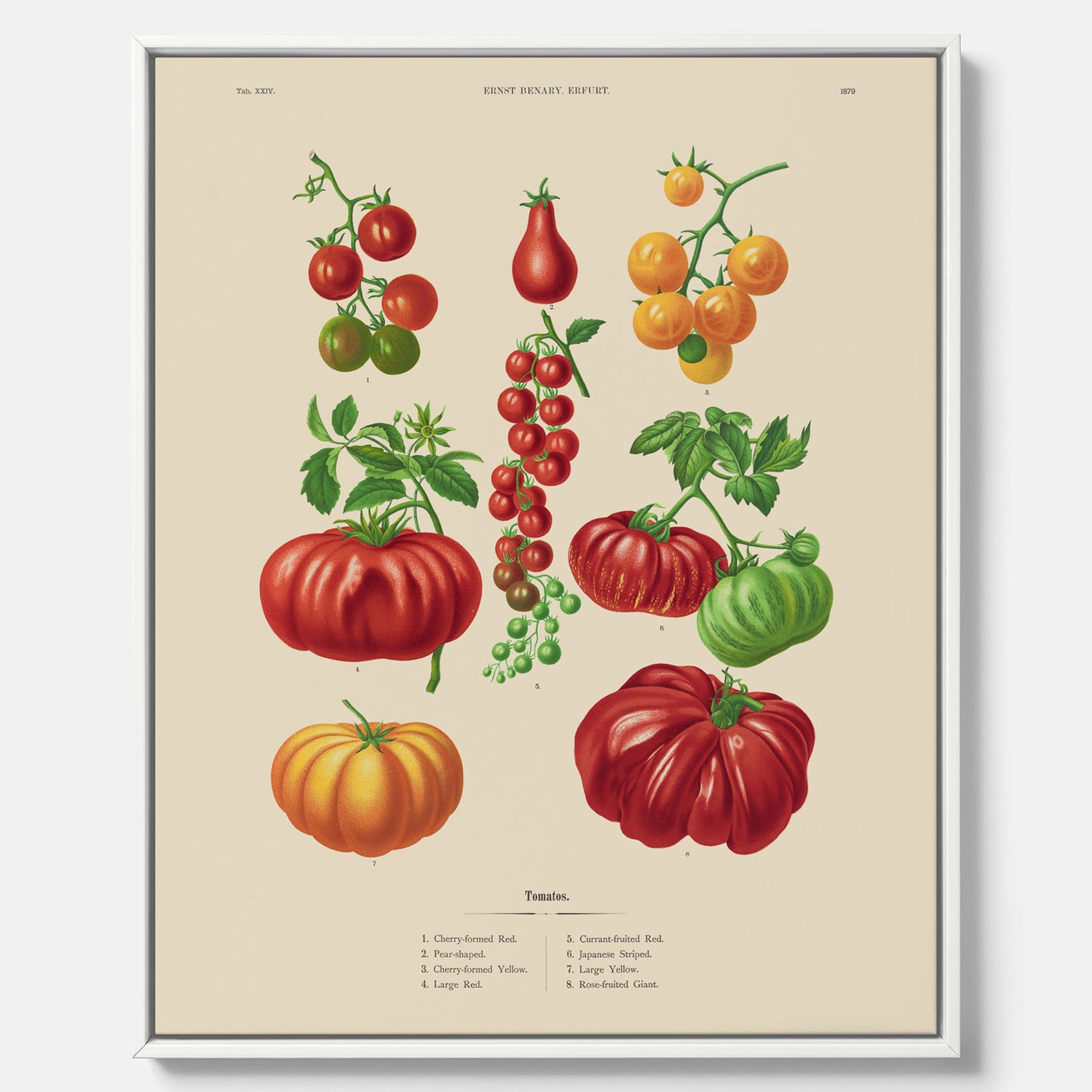 Kökstavla med Tomater poster – Canvastavla med grönsaker, tomatposter av Ernst Benary, tomattavla, tavla med tomater, skolposter, köksposter, poster till kök