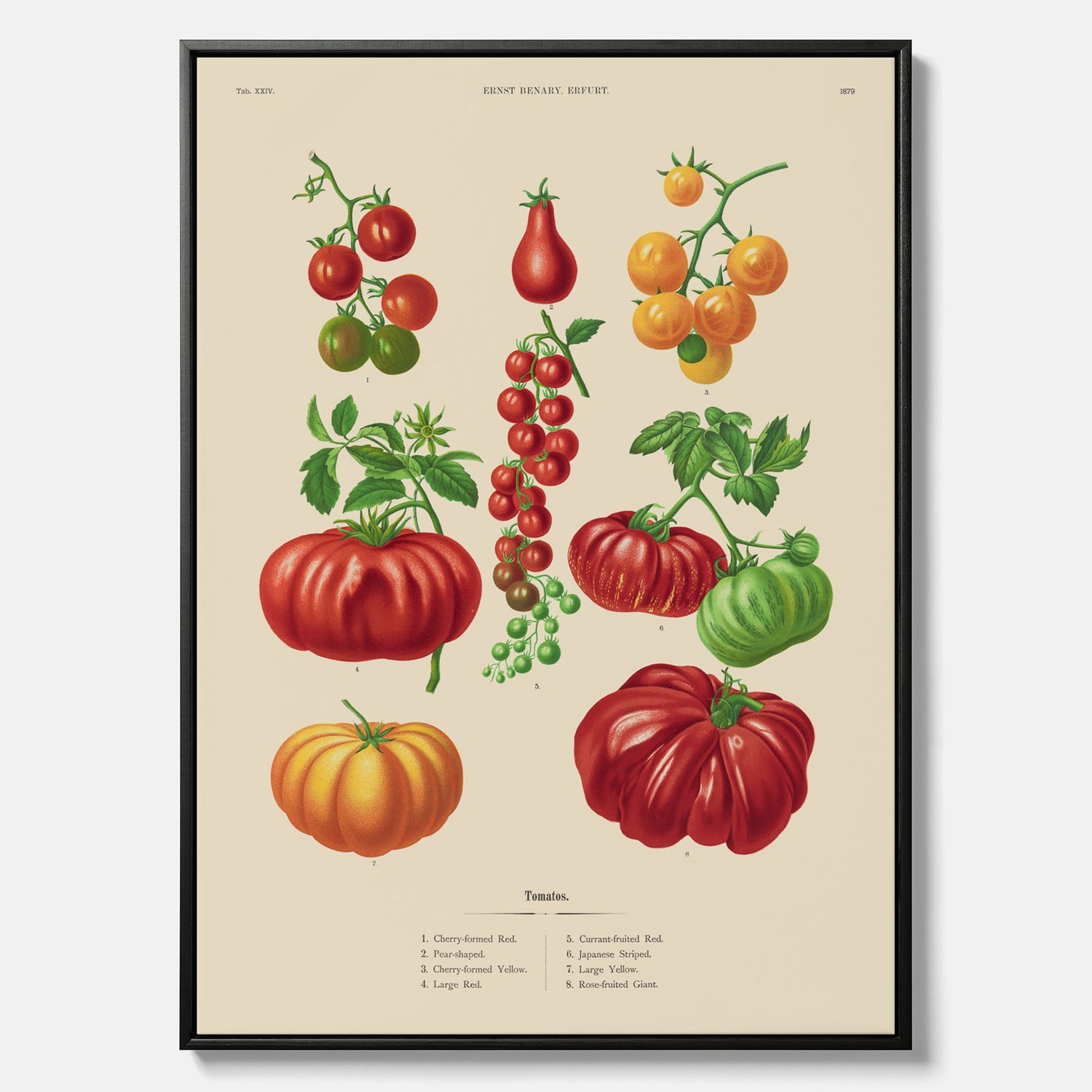 Kökstavla med Tomater poster – Canvastavla med grönsaker, tomatposter av Ernst Benary, tomattavla, tavla med tomater, skolposter, köksposter, poster till kök