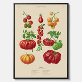 Kökstavla med Tomater poster – Canvastavla med grönsaker, tomatposter av Ernst Benary, tomattavla, tavla med tomater, skolposter, köksposter, poster till kök