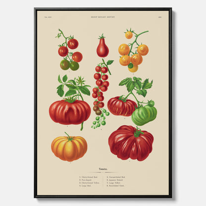 Kökstavla med Tomater poster – Canvastavla med grönsaker, tomatposter av Ernst Benary, tomattavla, tavla med tomater, skolposter, köksposter, poster till kök