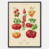 Kökstavla med Tomater poster – Tavla med grönsaker, tomatposter av Ernst Benary, tomattavla, tavla med tomater, skolposter, köksposter, poster till kök