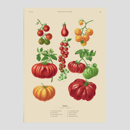 Kökstavla med Tomater poster – Tavla med grönsaker, tomatposter av Ernst Benary, tomattavla, tavla med tomater, skolposter, köksposter, poster till kök