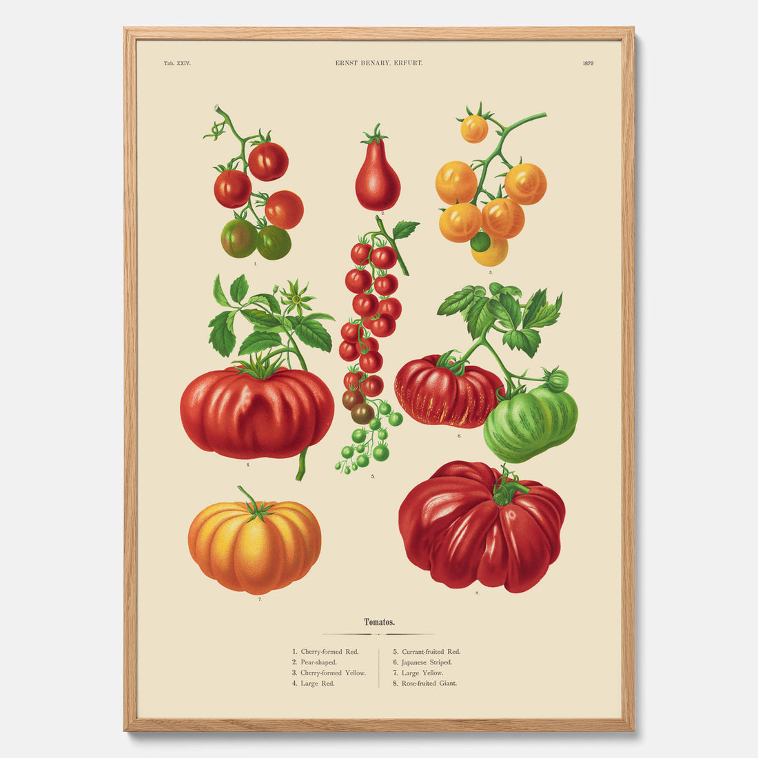 Kökstavla med Tomater poster – Tavla med grönsaker, tomatposter av Ernst Benary, tomattavla, tavla med tomater, skolposter, köksposter, poster till kök