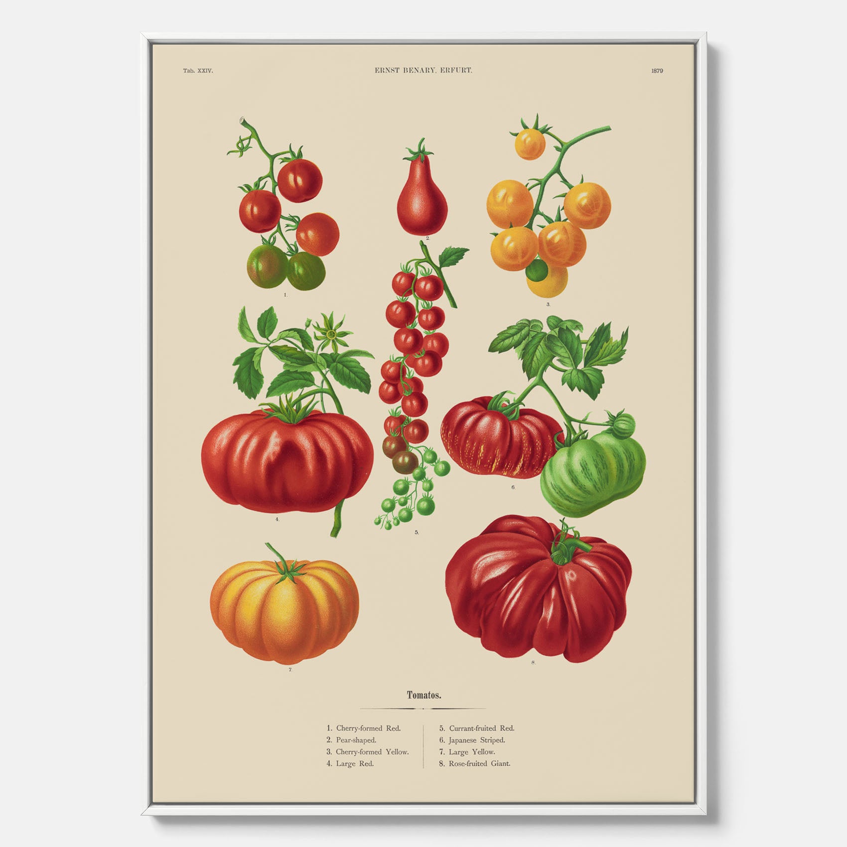Kökstavla med Tomater poster – Canvastavla med grönsaker, tomatposter av Ernst Benary, tomattavla, tavla med tomater, skolposter, köksposter, poster till kök