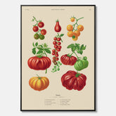 Kökstavla med Tomater poster – Canvastavla med grönsaker, tomatposter av Ernst Benary, tomattavla, tavla med tomater, skolposter, köksposter, poster till kök