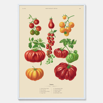 Kökstavla med Tomater poster – Tavla med grönsaker, tomatposter av Ernst Benary, tomattavla, tavla med tomater, skolposter, köksposter, poster till kök