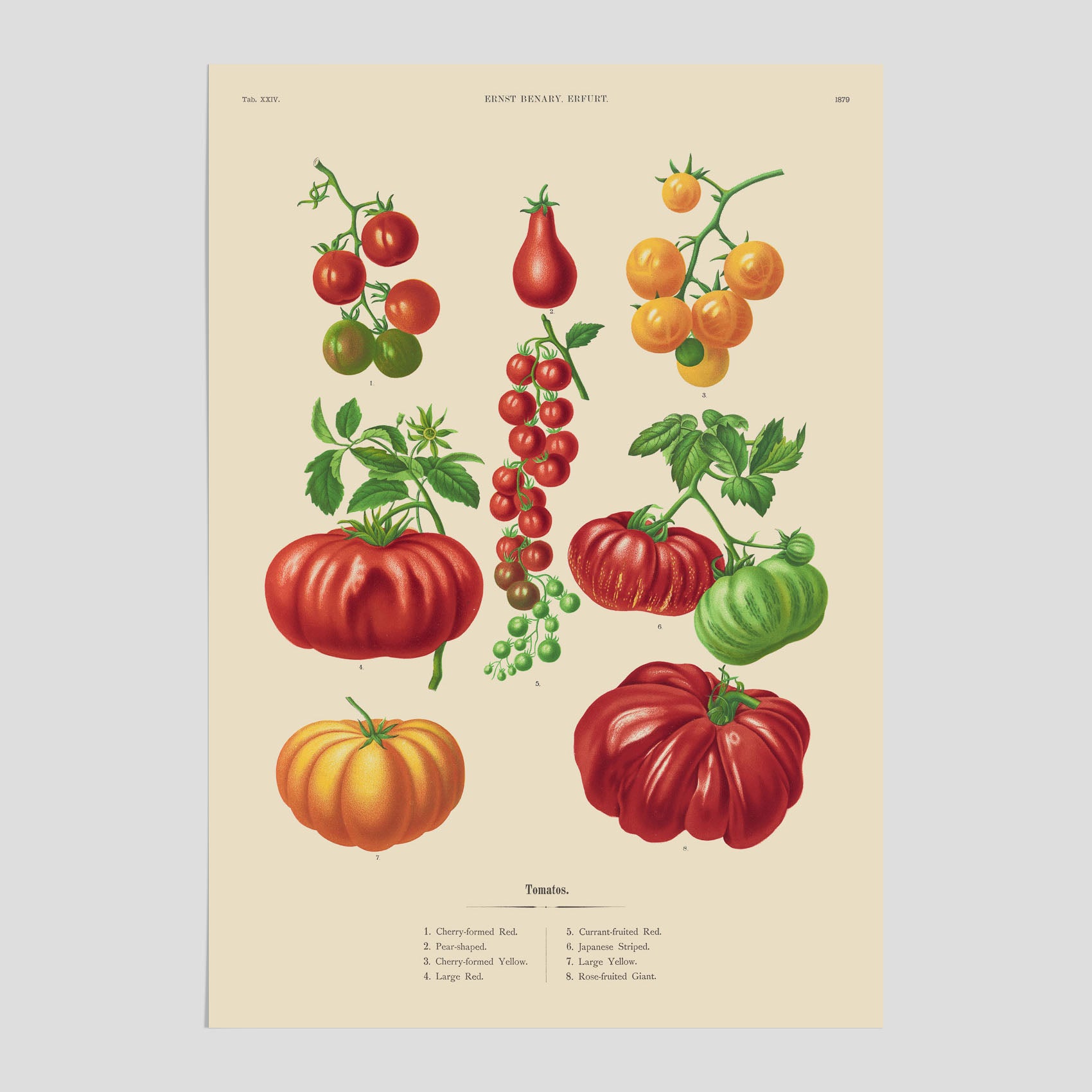 Kökstavla med Tomater poster – Tavla med grönsaker, tomatposter av Ernst Benary, tomattavla, tavla med tomater, skolposter, köksposter, poster till kök