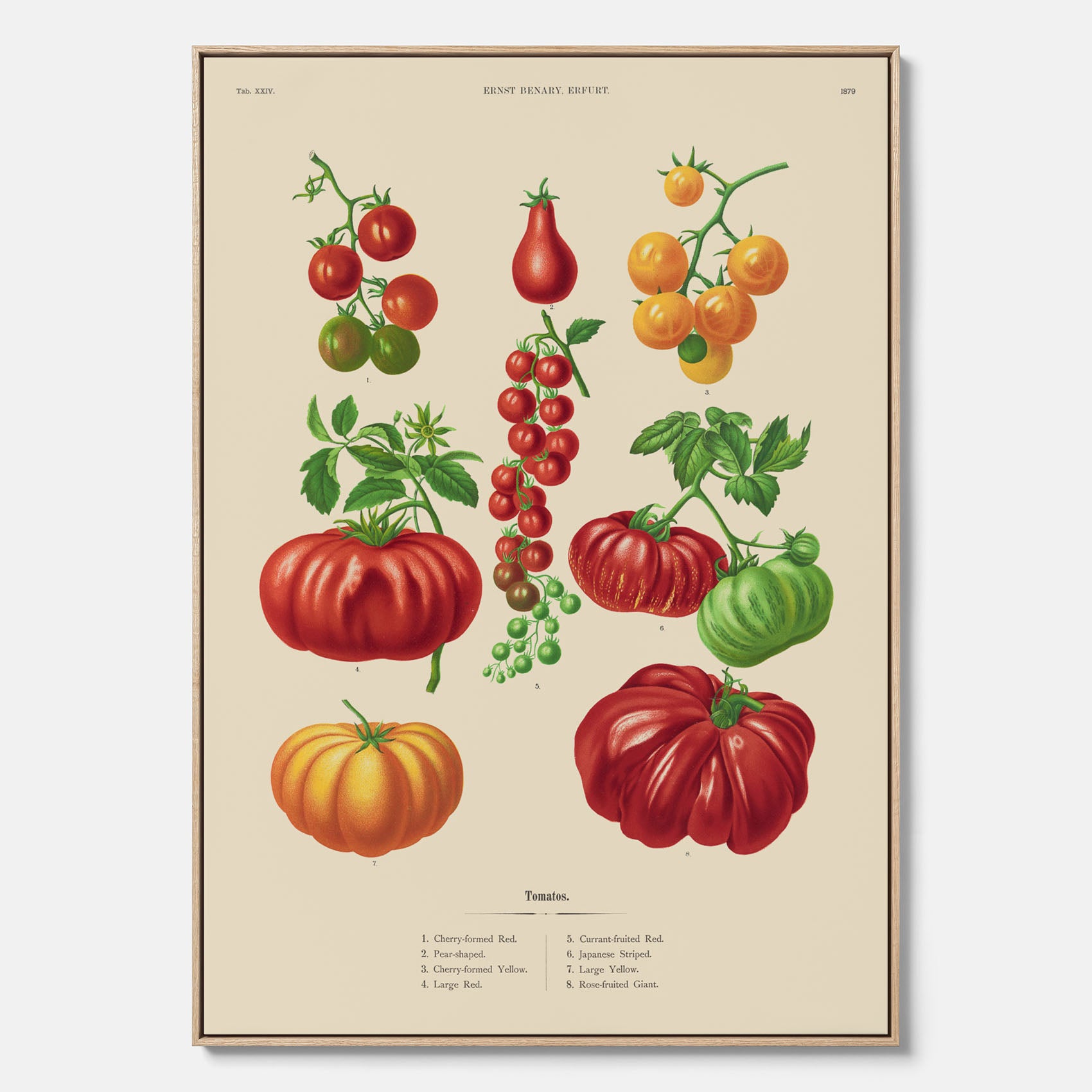 Kökstavla med Tomater poster – Canvastavla med grönsaker, tomatposter av Ernst Benary, tomattavla, tavla med tomater, skolposter, köksposter, poster till kök
