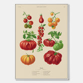 Kökstavla med Tomater poster – Canvastavla med grönsaker, tomatposter av Ernst Benary, tomattavla, tavla med tomater, skolposter, köksposter, poster till kök