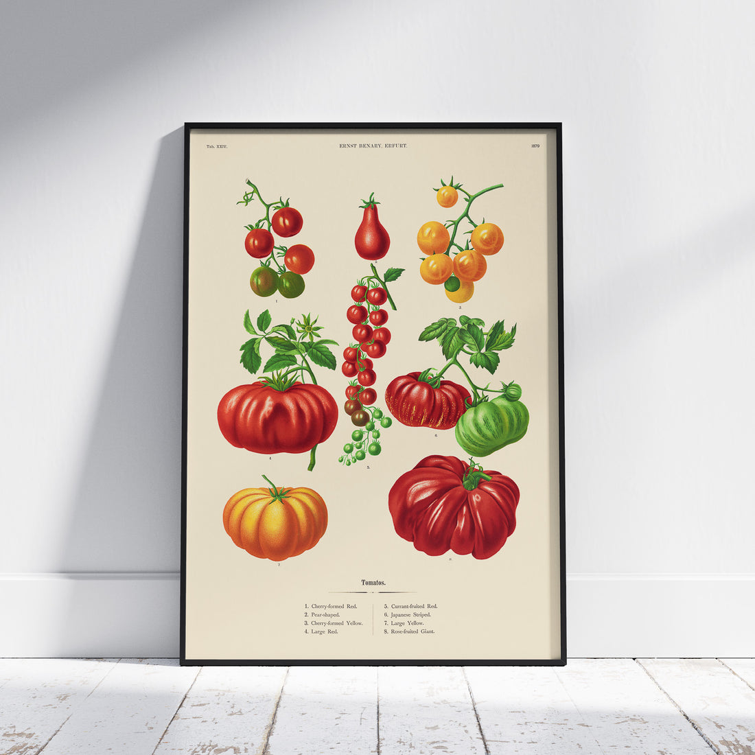 Kökstavla med Tomater poster – Tavla med grönsaker, tomatposter av Ernst Benary, tomattavla, tavla med tomater, skolposter, köksposter, poster till kök