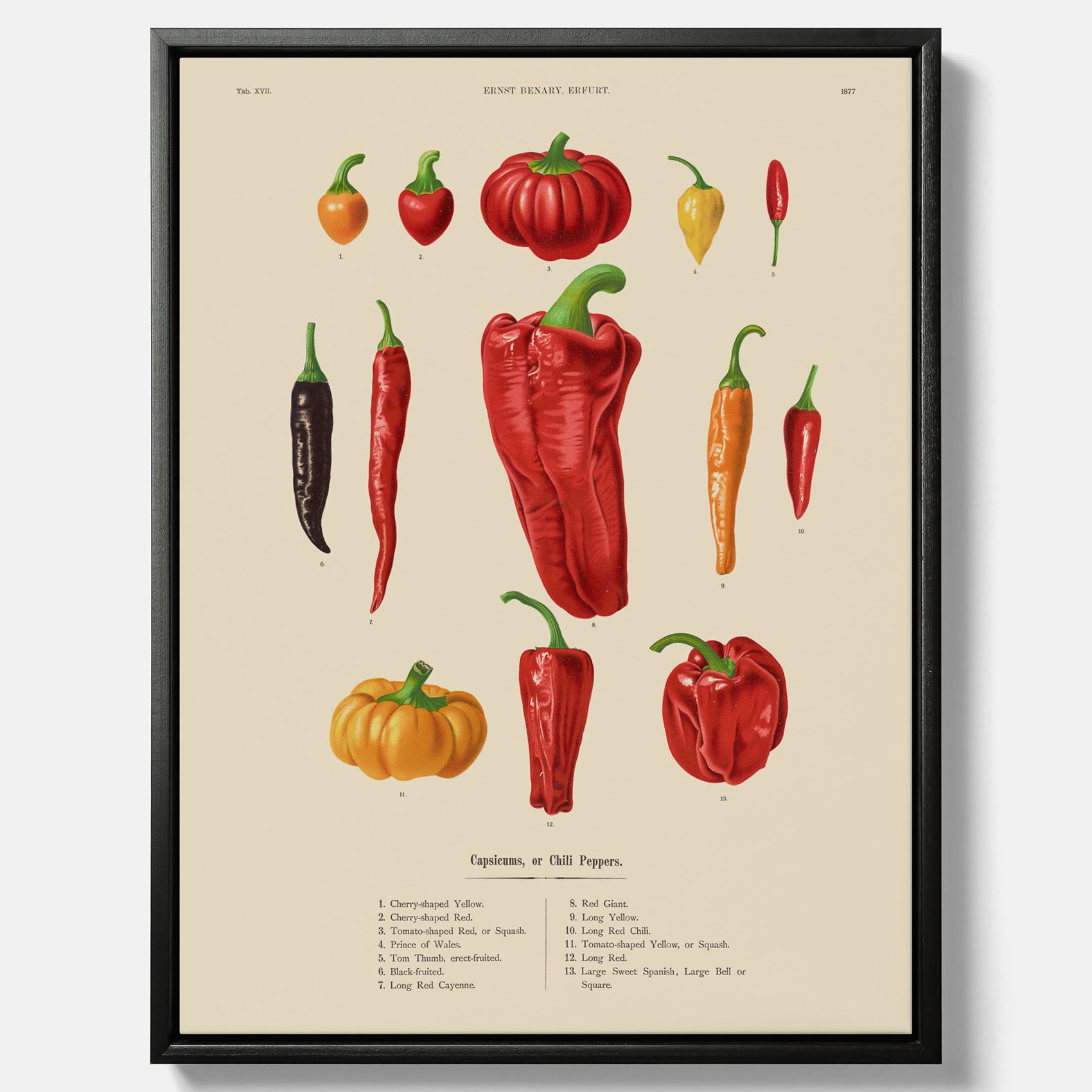 Kökstavla med Chilifrukter poster – Canvas med grönsaker, chiliposter av Ernst Benary, chilitavla, tavla med chilifrukter, skolposter, köksposter, poster till kök