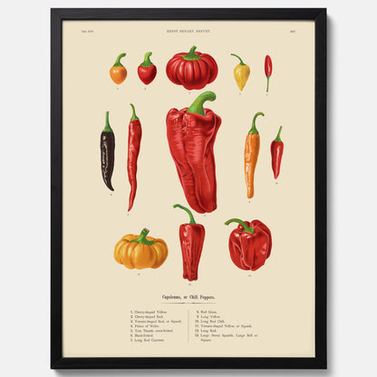 Kökstavla med Chilifrukter poster – Plansch med grönsaker, chiliposter av Ernst Benary, chilitavla, tavla med chilifrukter, skolposter, köksposter, poster till kök