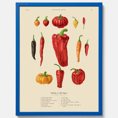 Kökstavla med Chilifrukter poster – Plansch med grönsaker, chiliposter av Ernst Benary, chilitavla, tavla med chilifrukter, skolposter, köksposter, poster till kök