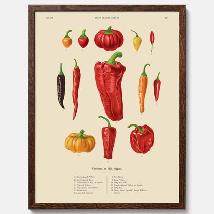 Kökstavla med Chilifrukter poster – Plansch med grönsaker, chiliposter av Ernst Benary, chilitavla, tavla med chilifrukter, skolposter, köksposter, poster till kök