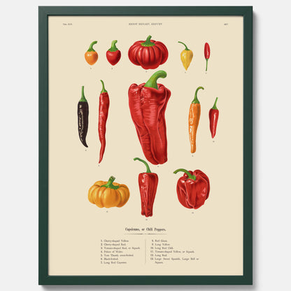 Kökstavla med Chilifrukter poster – Plansch med grönsaker, chiliposter av Ernst Benary, chilitavla, tavla med chilifrukter, skolposter, köksposter, poster till kök