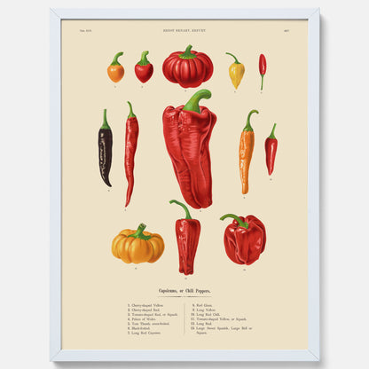 Kökstavla med Chilifrukter poster – Plansch med grönsaker, chiliposter av Ernst Benary, chilitavla, tavla med chilifrukter, skolposter, köksposter, poster till kök