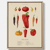 Kökstavla med Chilifrukter poster – Canvas med grönsaker, chiliposter av Ernst Benary, chilitavla, tavla med chilifrukter, skolposter, köksposter, poster till kök