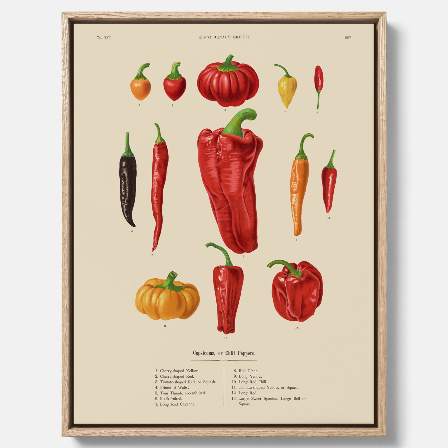 Kökstavla med Chilifrukter poster – Canvas med grönsaker, chiliposter av Ernst Benary, chilitavla, tavla med chilifrukter, skolposter, köksposter, poster till kök