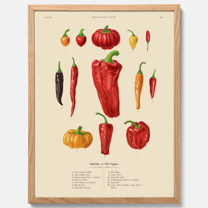 Kökstavla med Chilifrukter poster – Plansch med grönsaker, chiliposter av Ernst Benary, chilitavla, tavla med chilifrukter, skolposter, köksposter, poster till kök
