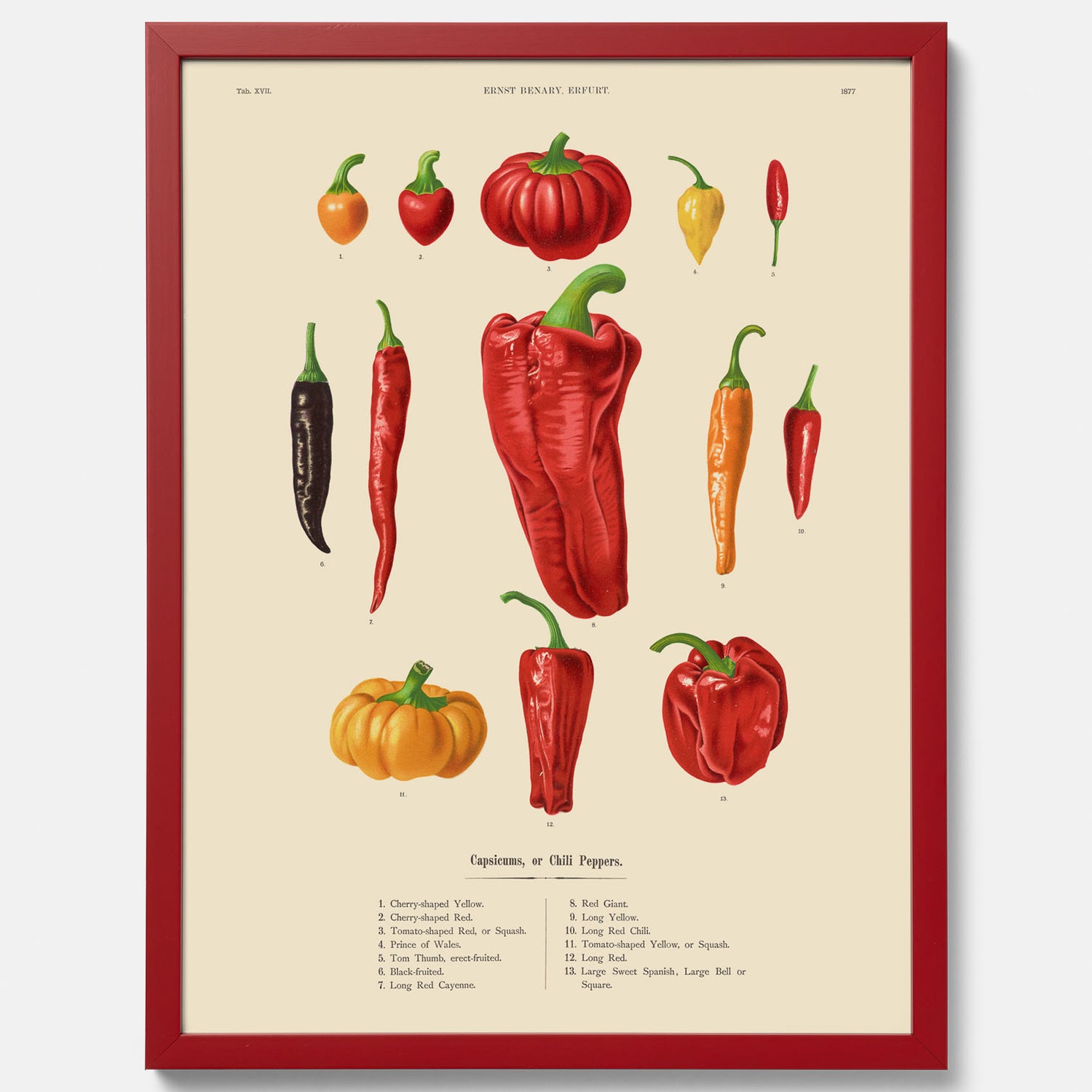 Kökstavla med Chilifrukter poster – Plansch med grönsaker, chiliposter av Ernst Benary, chilitavla, tavla med chilifrukter, skolposter, köksposter, poster till kök