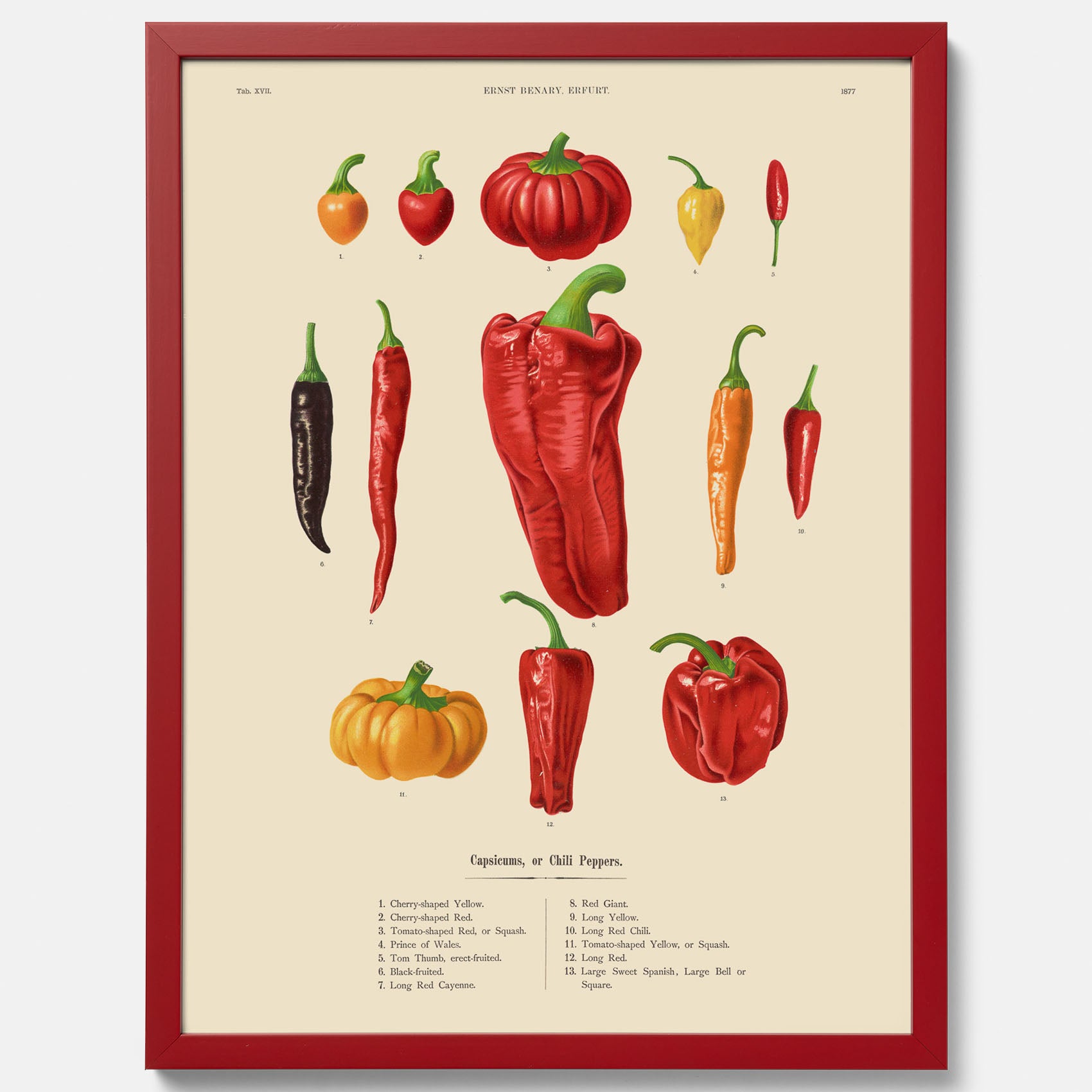 Kökstavla med Chilifrukter poster – Plansch med grönsaker, chiliposter av Ernst Benary, chilitavla, tavla med chilifrukter, skolposter, köksposter, poster till kök