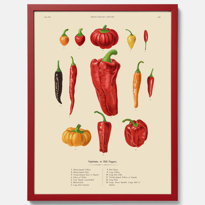 Kökstavla med Chilifrukter poster – Plansch med grönsaker, chiliposter av Ernst Benary, chilitavla, tavla med chilifrukter, skolposter, köksposter, poster till kök