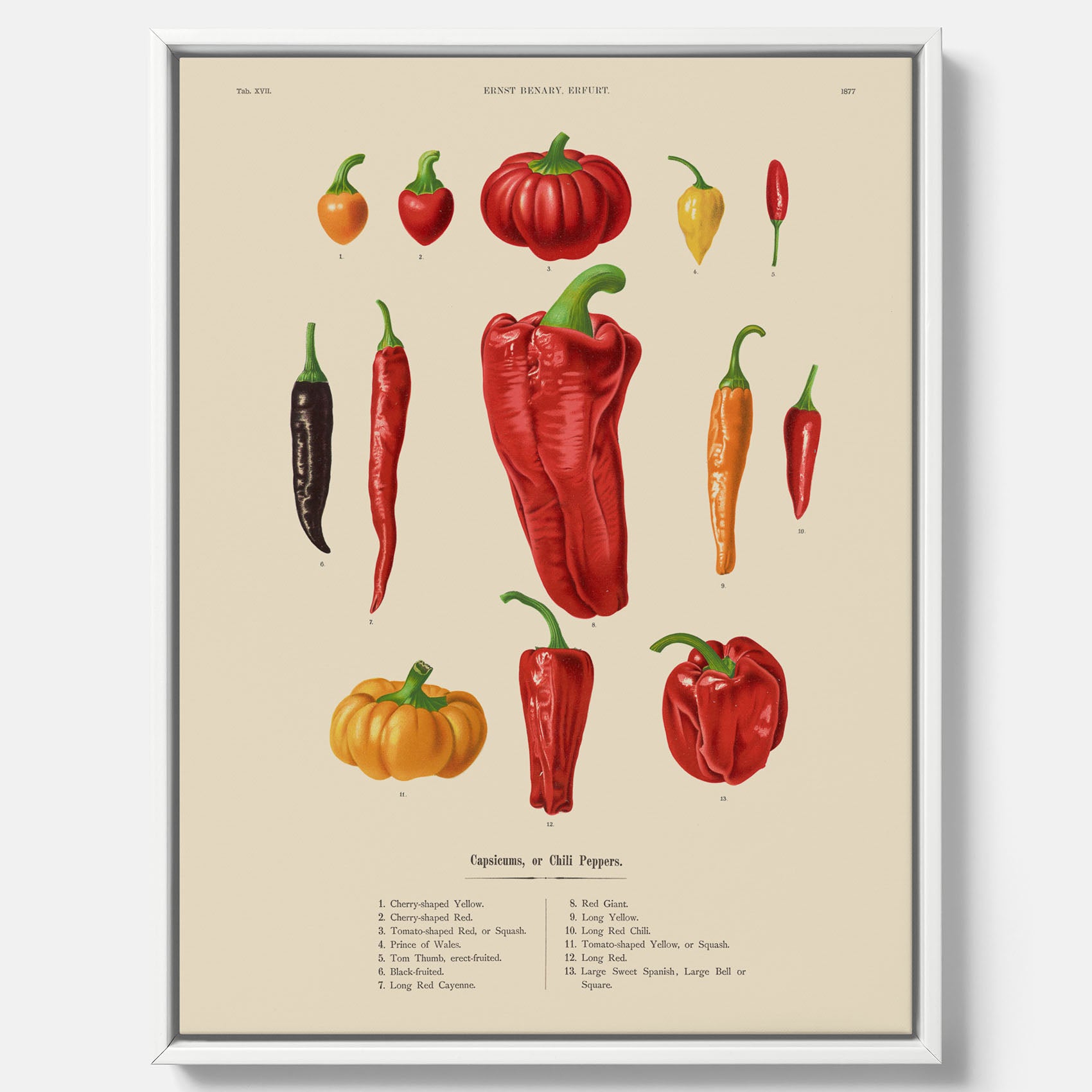 Kökstavla med Chilifrukter poster – Canvas med grönsaker, chiliposter av Ernst Benary, chilitavla, tavla med chilifrukter, skolposter, köksposter, poster till kök