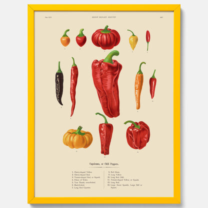 Kökstavla med Chilifrukter poster – Plansch med grönsaker, chiliposter av Ernst Benary, chilitavla, tavla med chilifrukter, skolposter, köksposter, poster till kök
