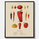 Kökstavla med Chilifrukter poster – Canvas med grönsaker, chiliposter av Ernst Benary, chilitavla, tavla med chilifrukter, skolposter, köksposter, poster till kök