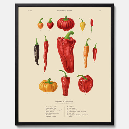 Kökstavla med Chilifrukter poster – Plansch med grönsaker, chiliposter av Ernst Benary, chilitavla, tavla med chilifrukter, skolposter, köksposter, poster till kök
