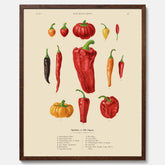 Kökstavla med Chilifrukter poster – Plansch med grönsaker, chiliposter av Ernst Benary, chilitavla, tavla med chilifrukter, skolposter, köksposter, poster till kök