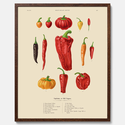 Kökstavla med Chilifrukter poster – Plansch med grönsaker, chiliposter av Ernst Benary, chilitavla, tavla med chilifrukter, skolposter, köksposter, poster till kök